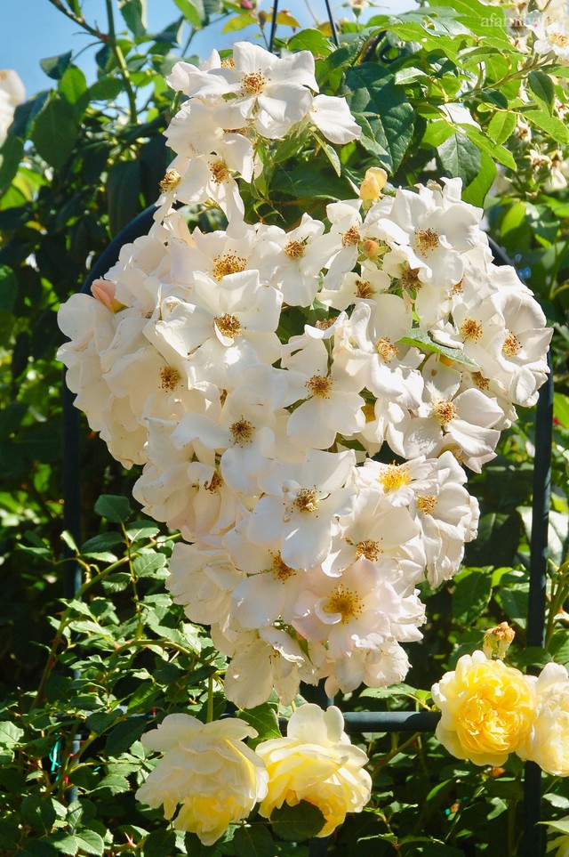 Mùng 4 Tết cùng ngắm khu vườn hoa hồng đẹp ngất ngây như tiên cảnh của mẹ Việt ở Úc - Ảnh 22.