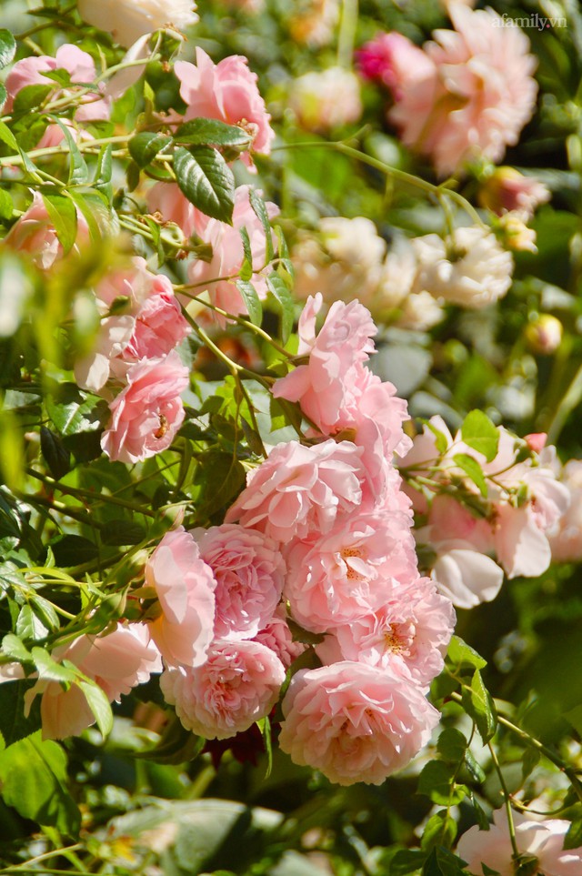 Mùng 4 Tết cùng ngắm khu vườn hoa hồng đẹp ngất ngây như tiên cảnh của mẹ Việt ở Úc - Ảnh 23.