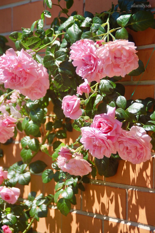 Mùng 4 Tết cùng ngắm khu vườn hoa hồng đẹp ngất ngây như tiên cảnh của mẹ Việt ở Úc - Ảnh 24.