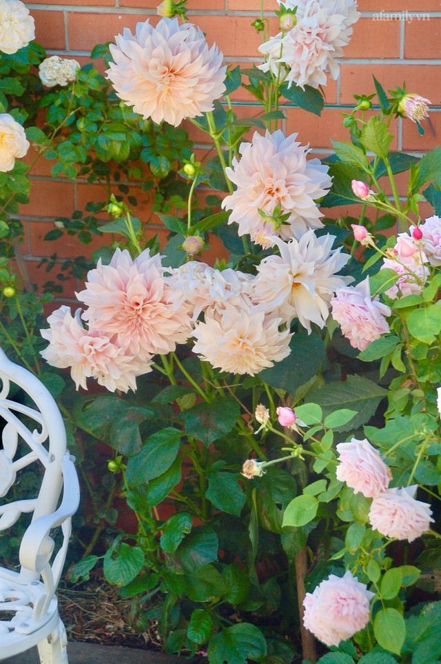 Mùng 4 Tết cùng ngắm khu vườn hoa hồng đẹp ngất ngây như tiên cảnh của mẹ Việt ở Úc - Ảnh 25.
