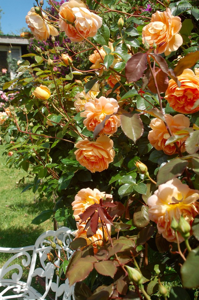Mùng 4 Tết cùng ngắm khu vườn hoa hồng đẹp ngất ngây như tiên cảnh của mẹ Việt ở Úc - Ảnh 26.