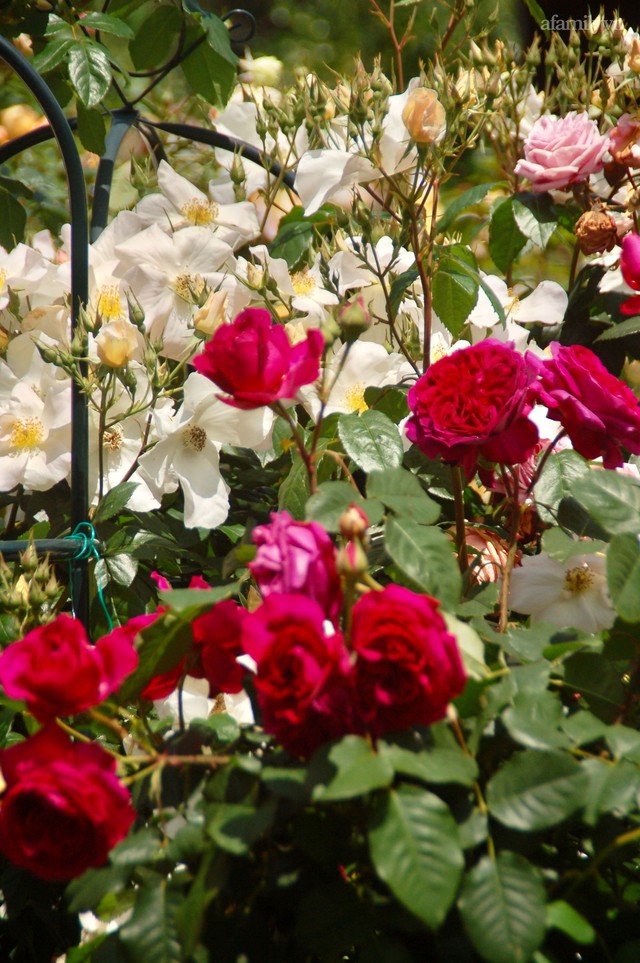 Mùng 4 Tết cùng ngắm khu vườn hoa hồng đẹp ngất ngây như tiên cảnh của mẹ Việt ở Úc - Ảnh 28.