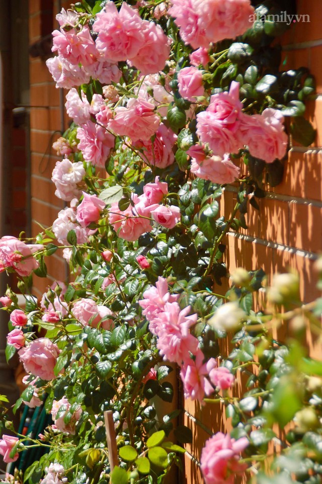 Mùng 4 Tết cùng ngắm khu vườn hoa hồng đẹp ngất ngây như tiên cảnh của mẹ Việt ở Úc - Ảnh 29.