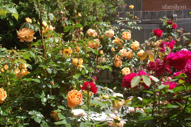Mùng 4 Tết cùng ngắm khu vườn hoa hồng đẹp ngất ngây như tiên cảnh của mẹ Việt ở Úc - Ảnh 4.