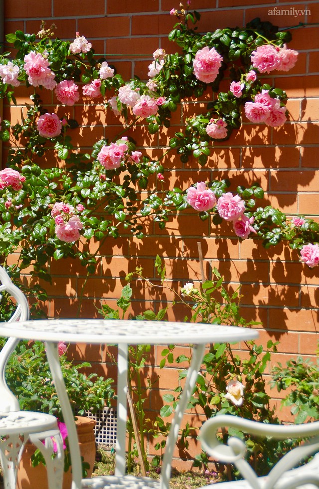 Mùng 4 Tết cùng ngắm khu vườn hoa hồng đẹp ngất ngây như tiên cảnh của mẹ Việt ở Úc - Ảnh 31.