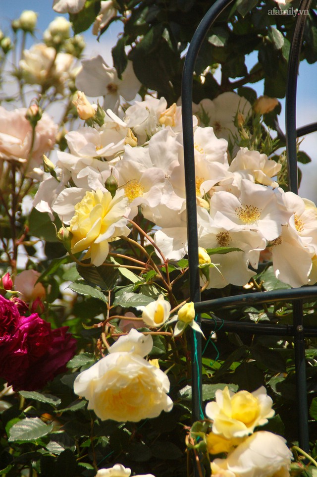 Mùng 4 Tết cùng ngắm khu vườn hoa hồng đẹp ngất ngây như tiên cảnh của mẹ Việt ở Úc - Ảnh 33.