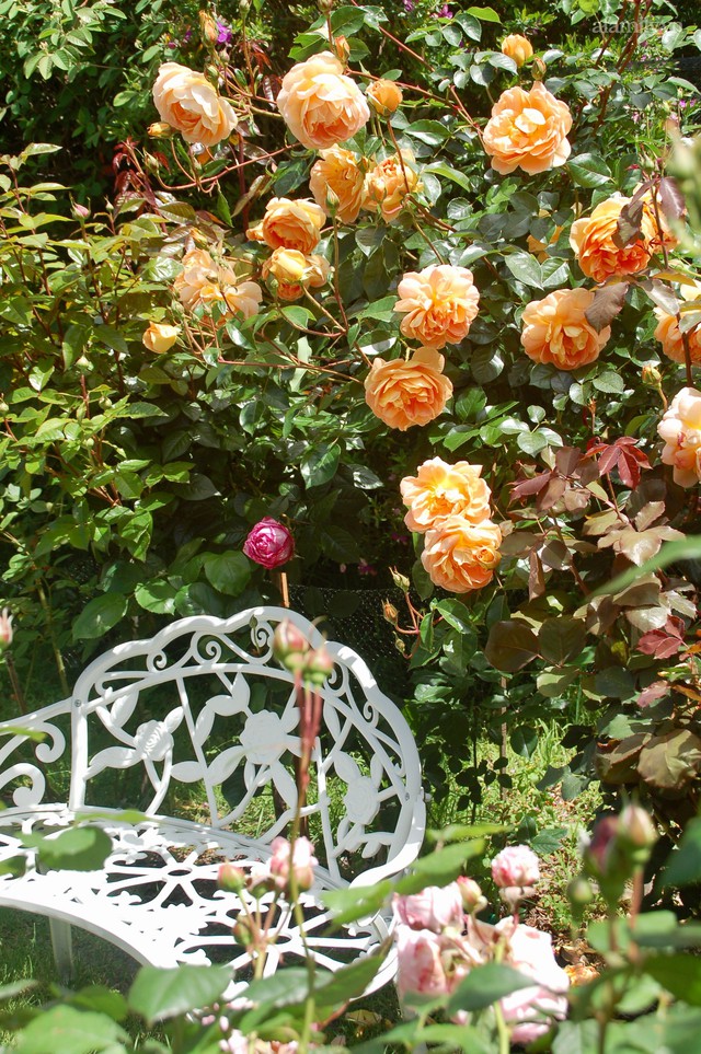 Mùng 4 Tết cùng ngắm khu vườn hoa hồng đẹp ngất ngây như tiên cảnh của mẹ Việt ở Úc - Ảnh 35.