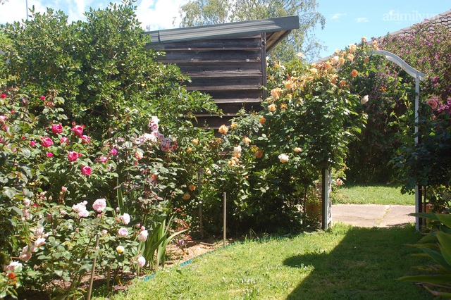 Mùng 4 Tết cùng ngắm khu vườn hoa hồng đẹp ngất ngây như tiên cảnh của mẹ Việt ở Úc - Ảnh 5.