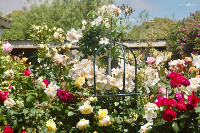 Mùng 4 Tết cùng ngắm khu vườn hoa hồng đẹp ngất ngây như tiên cảnh của mẹ Việt ở Úc - Ảnh 7.