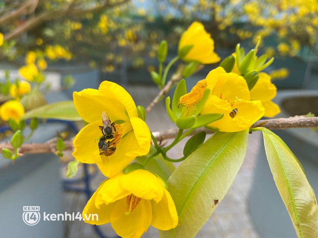 The 200-year-old maid dyed a corner of the western sky yellow, guests flocked to check in during Tet - Photo 14.