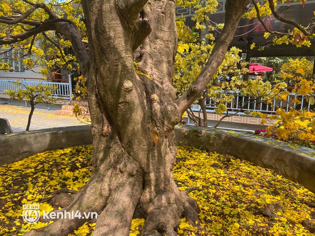 A 200-year-old maid dyed a corner of the western sky yellow, guests flocked to check in during Tet - Photo 7.