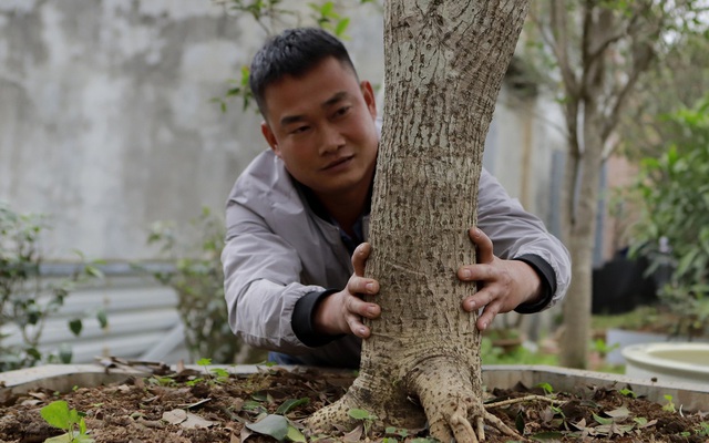 Ảnh: Đại gia Hà Thành xây cổng cao 4 mét, lắp 42 mắt thần bảo vệ vườn "củi khô" tiền tỷ