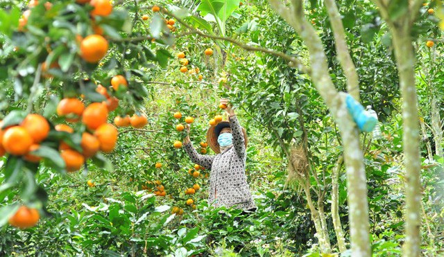 The capital of ripe tangerines on the rocky mountains of Lam Dong - Photo 2.