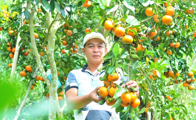 The capital of ripe tangerines on the rocky mountain of Lam Dong - Photo 3.