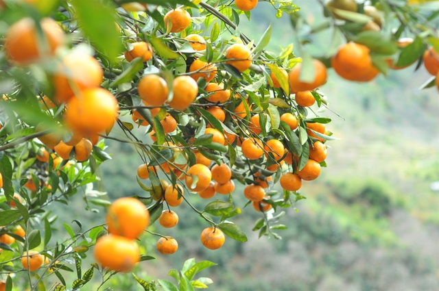 The capital of ripe tangerines on the rocky mountains of Lam Dong - Photo 5.