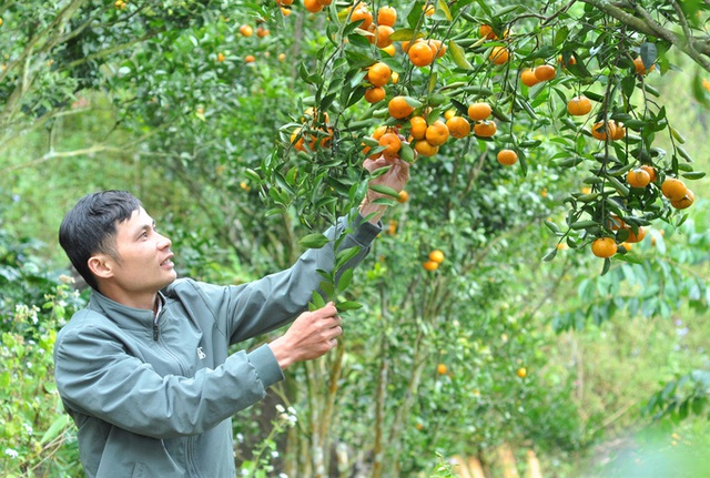 The capital of ripe tangerines on the rocky mountains of Lam Dong - Photo 6.