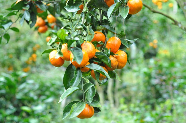 The capital of ripe tangerines on the rocky mountain of Lam Dong - Photo 9.