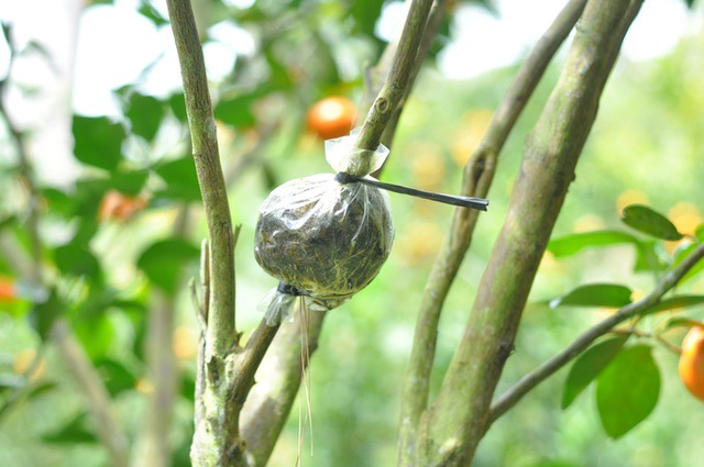 The capital of ripe tangerines on the rocky mountains of Lam Dong - Photo 10.