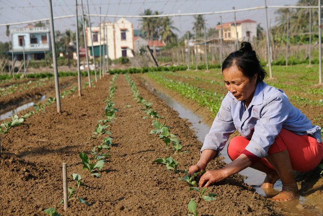 Tàu thuyền dè dặt ra khơi, thủy hải sản khan hiếm, tăng giá - Ảnh 2.