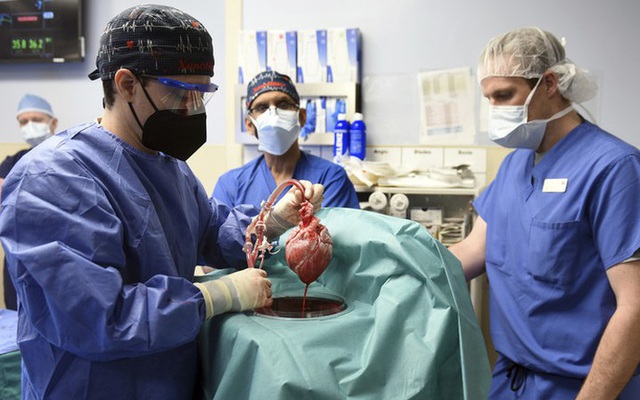 Bệnh nhân cấy ghép tim lợn đầu tiên trên thế giới qua đời