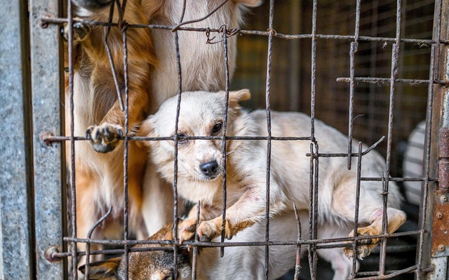 Ăn hay không ăn thịt chó: Tổng thống mới đắc cử của Hàn Quốc gây tranh cãi về vấn đề… thịt chó