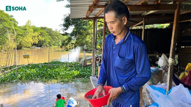 Kỳ lạ đàn cá tra hơn 20 tấn đổ về ken đặc quanh căn nhà ở An Giang: Công an hỗ trợ bảo vệ - Ảnh 2.