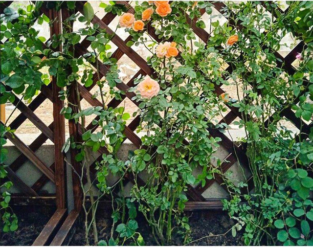 Đam mê với việc trồng hoa, cô nàng độc thân 27 tuổi thuê nhà trên sân thượng để tạo ra khu vườn đẹp như tranh vẽ của riêng mình - Ảnh 5.