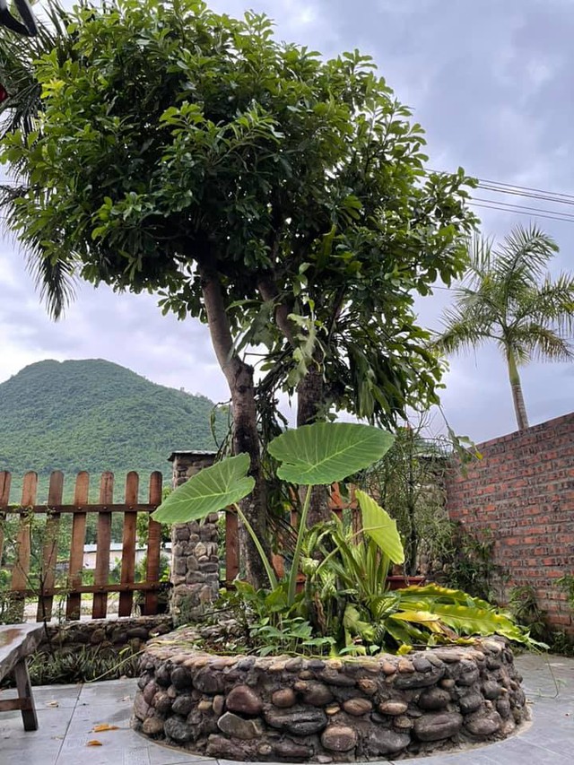 Nhà vườn trong phố của gia đình cô giáo ở Hà Giang: Dồn tâm huyết cho mảnh vườn, cùng chồng và các con sống gần gũi với thiên nhiên - Ảnh 9.