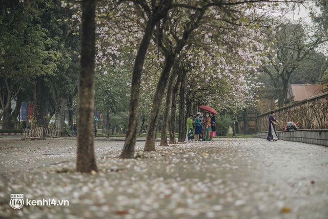Hà Nội ngày mưa rơi cũng không ngăn nổi tinh thần dân chơi: Người người thi nhau lên đồ đi chụp mùa hoa ban tím mới - Ảnh 17.