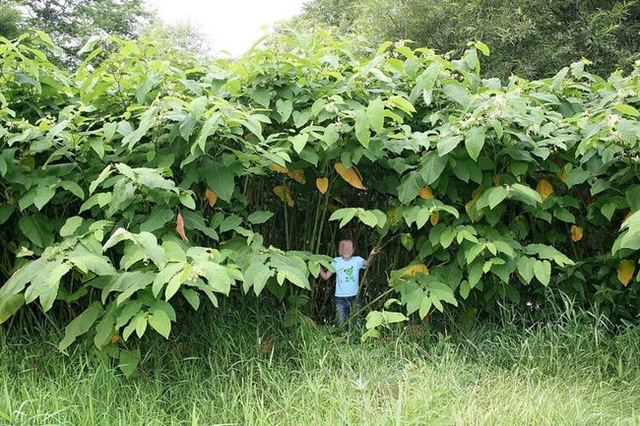 Kinh ngạc: Có một vùng đất như thế giới cổ tích, bất kỳ ai đặt chân đến cũng cảm giác mình thành người tí hon, chuyện kỳ quái gì xảy ra vậy? - Ảnh 4.