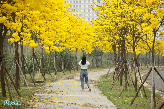 Hà Nội: Con đường phủ đầy hoa gạo, hoa phong linh có 1-0-2, đẹp như tiên cảnh - Ảnh 8.