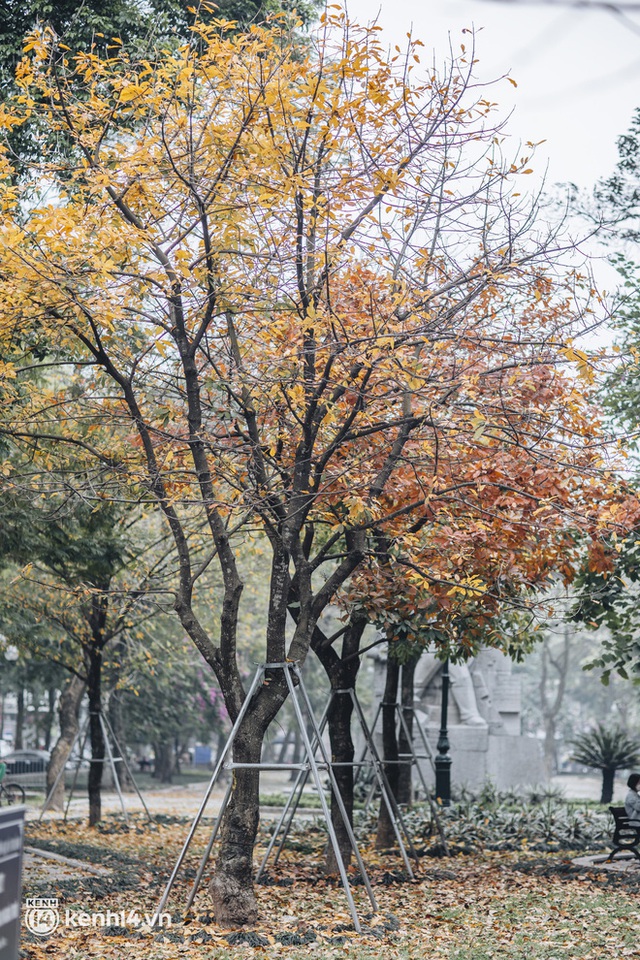 Dân tình “chạy vội” check-in mùa thay lá ở Hà Nội - thủ đô đang vào những ngày đẹp khó thở! - Ảnh 7.