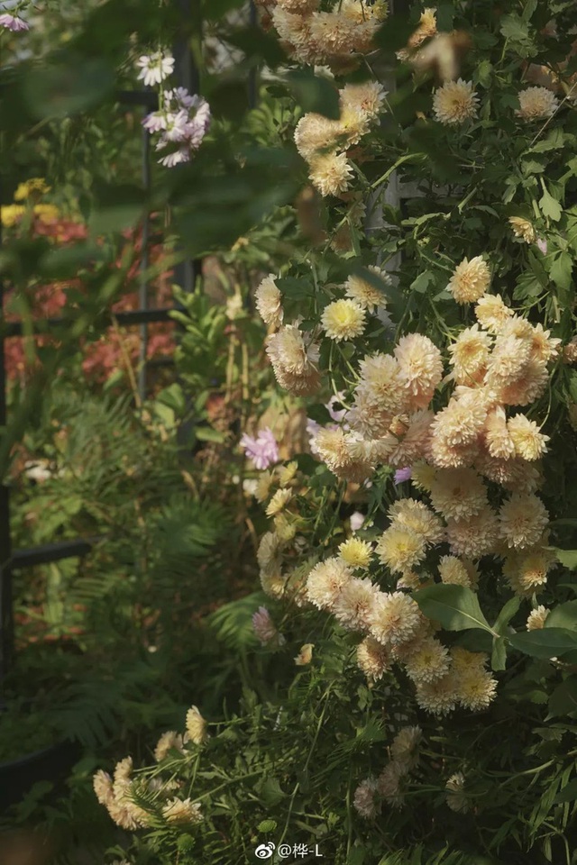 Khu vườn sân thượng quanh năm rực rỡ sắc hoa của bà mẹ hai con - Ảnh 38.