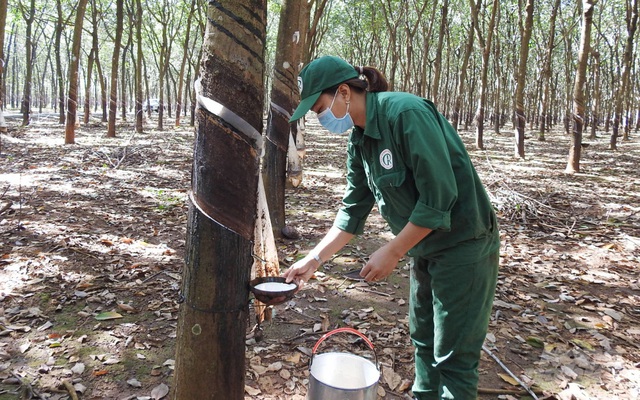 Tập đoàn Cao su sẽ chuyển đổi 100.000 ha đất để làm khu công nghiệp, nông nghiệp công nghệ cao