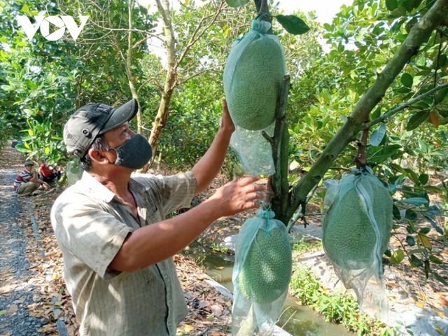 Nông sản miền Tây “luẩn quẩn”: Giá mít Thái rớt thê thảm, vì đâu? - Ảnh 3.