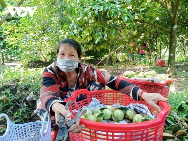 Nông sản miền Tây “luẩn quẩn”: Giá mít Thái rớt thê thảm, vì đâu? - Ảnh 4.