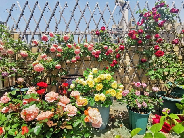 Tận dụng sân thượng làm vườn hoa để thỏa mãn đam mê, người mẹ trẻ lại nhận được lời hỏi mua hoa nhiều đến không ngờ - Ảnh 2.