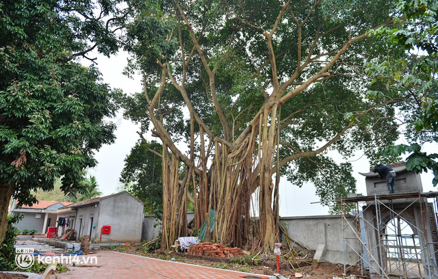  Hà Nội: Người dân rơi nước mắt khi cây đa cổ thụ ở ngôi đình 2.000 năm bị chặt hạ - Ảnh 12.