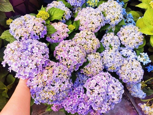 Tận dụng sân thượng làm vườn hoa để thỏa mãn đam mê, người mẹ trẻ lại nhận được lời hỏi mua hoa nhiều đến không ngờ - Ảnh 17.