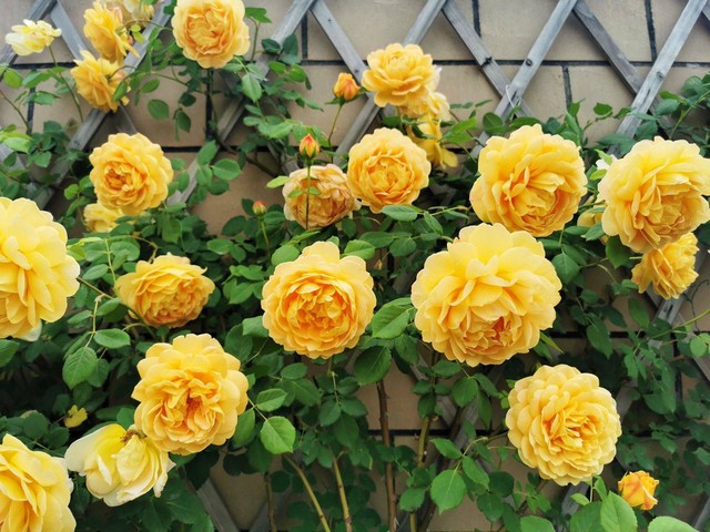 Tận dụng sân thượng làm vườn hoa để thỏa mãn đam mê, người mẹ trẻ lại nhận được lời hỏi mua hoa nhiều đến không ngờ - Ảnh 6.