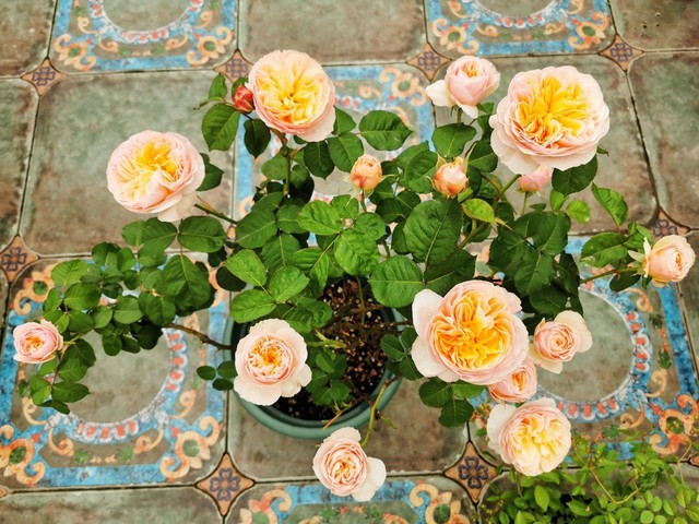 Tận dụng sân thượng làm vườn hoa để thỏa mãn đam mê, người mẹ trẻ lại nhận được lời hỏi mua hoa nhiều đến không ngờ - Ảnh 8.