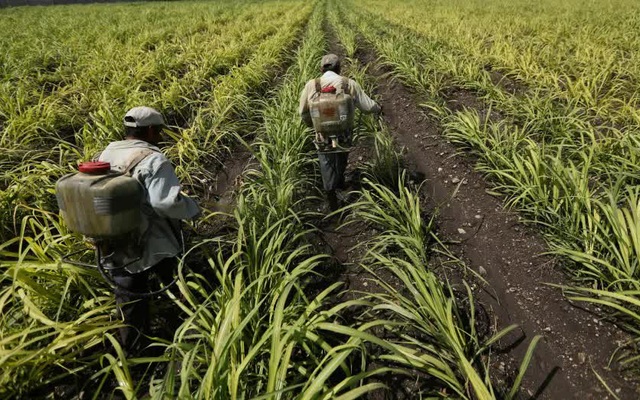 Giá phân bón tăng cao nhất mọi thời đại, nông dân toàn cầu như đang chịu lệnh 'trừng phạt'