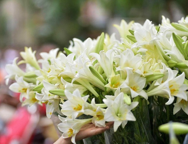 Đón nắng tháng 3 cùng hoa loa kèn tinh khôi đầu mùa giá thành khá cao nhưng chị em Hà thành vẫn tấp nập đặt mua - Ảnh 3.