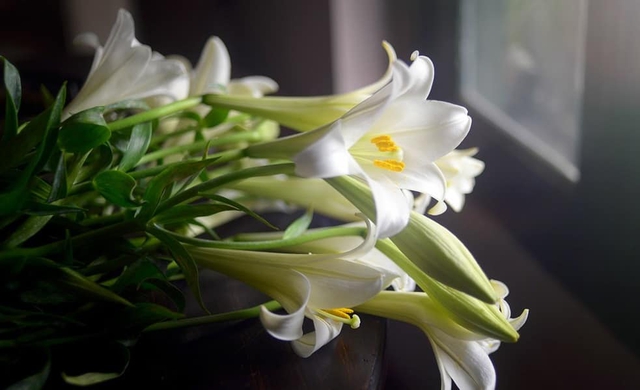 Đón nắng tháng 3 cùng hoa loa kèn tinh khôi đầu mùa giá thành khá cao nhưng chị em Hà thành vẫn tấp nập đặt mua - Ảnh 4.