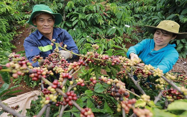 Thị trường cà phê giống như chứng khoán, nơi các nhà đầu tư tung nhiều "trò chơi"