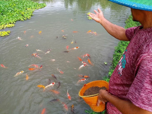 Thu tiền tỷ mỗi năm nhờ nuôi loại cá nhà giàu giá nghìn đô, sống thọ trăm tuổi - Ảnh 4.