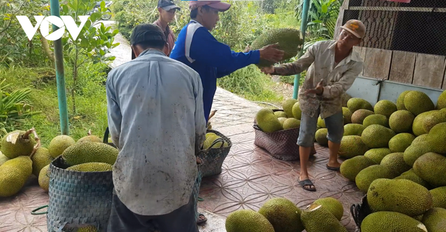 Mít Thái và sầu riêng Vĩnh Long tăng giá, cung không đủ cầu - Ảnh 1.