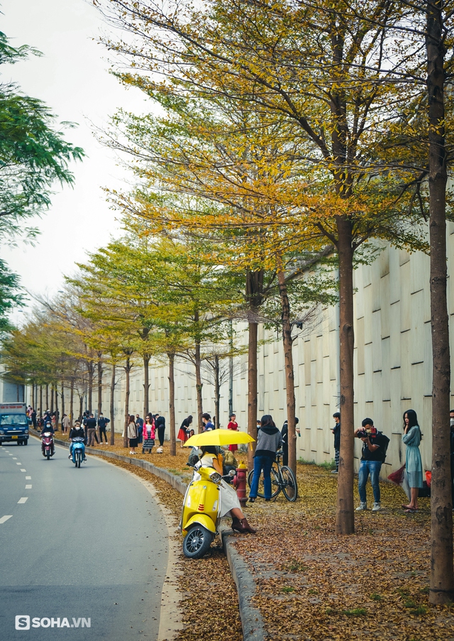  Giới trẻ thích thú check in hàng cây lá vàng đẹp như phim Hàn Quốc ở Hà Nội - Ảnh 3.