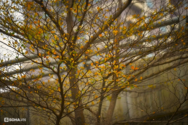  Giới trẻ thích thú check in hàng cây lá vàng đẹp như phim Hàn Quốc ở Hà Nội - Ảnh 10.