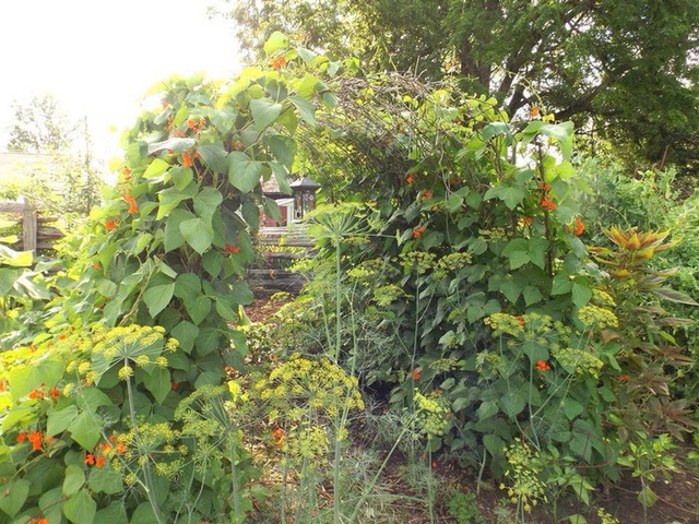 Khu vườn trồng đủ loại rau củ quả khổng lồ của đôi vợ chồng già - Ảnh 9.